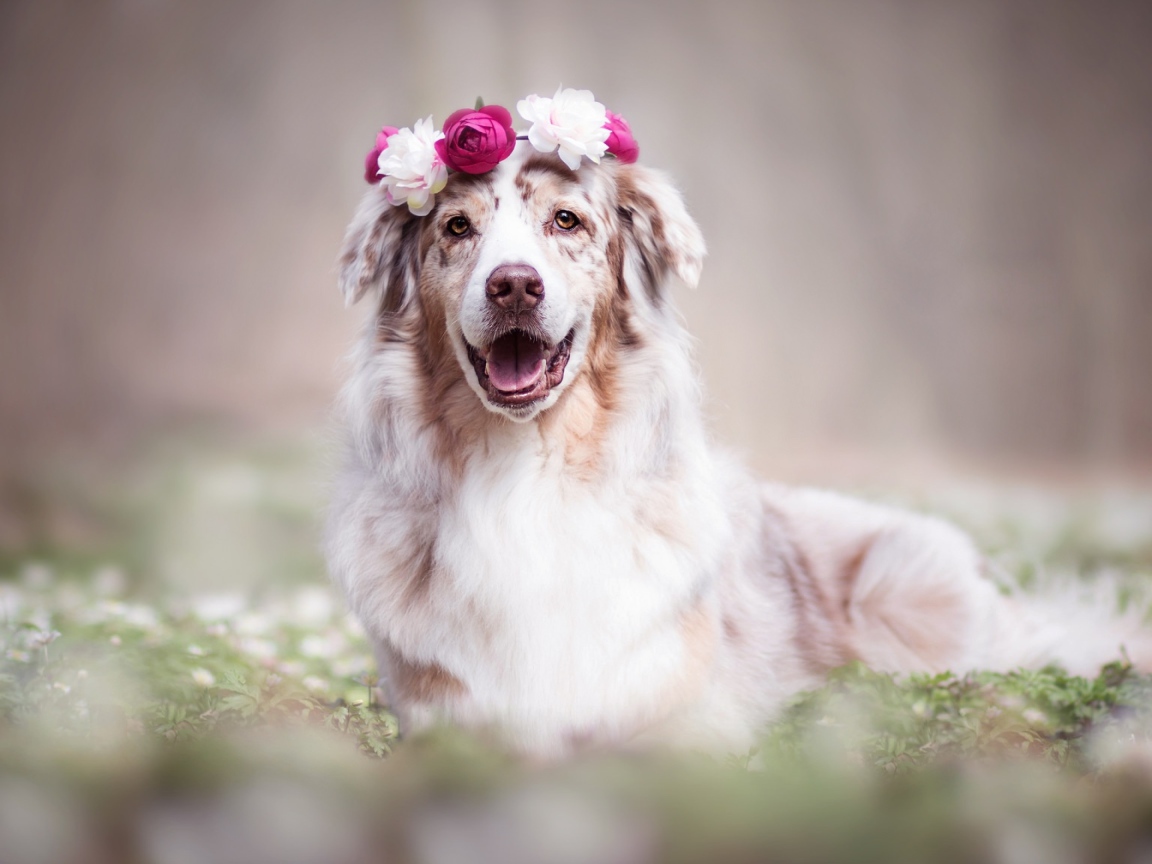 Веселая австралийская овчарка с венком на голове