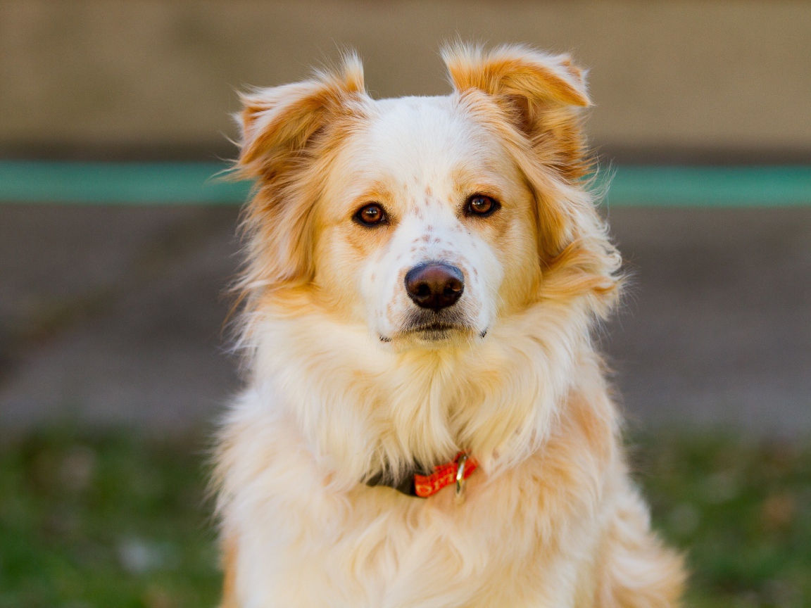 Умная собака с ошейником