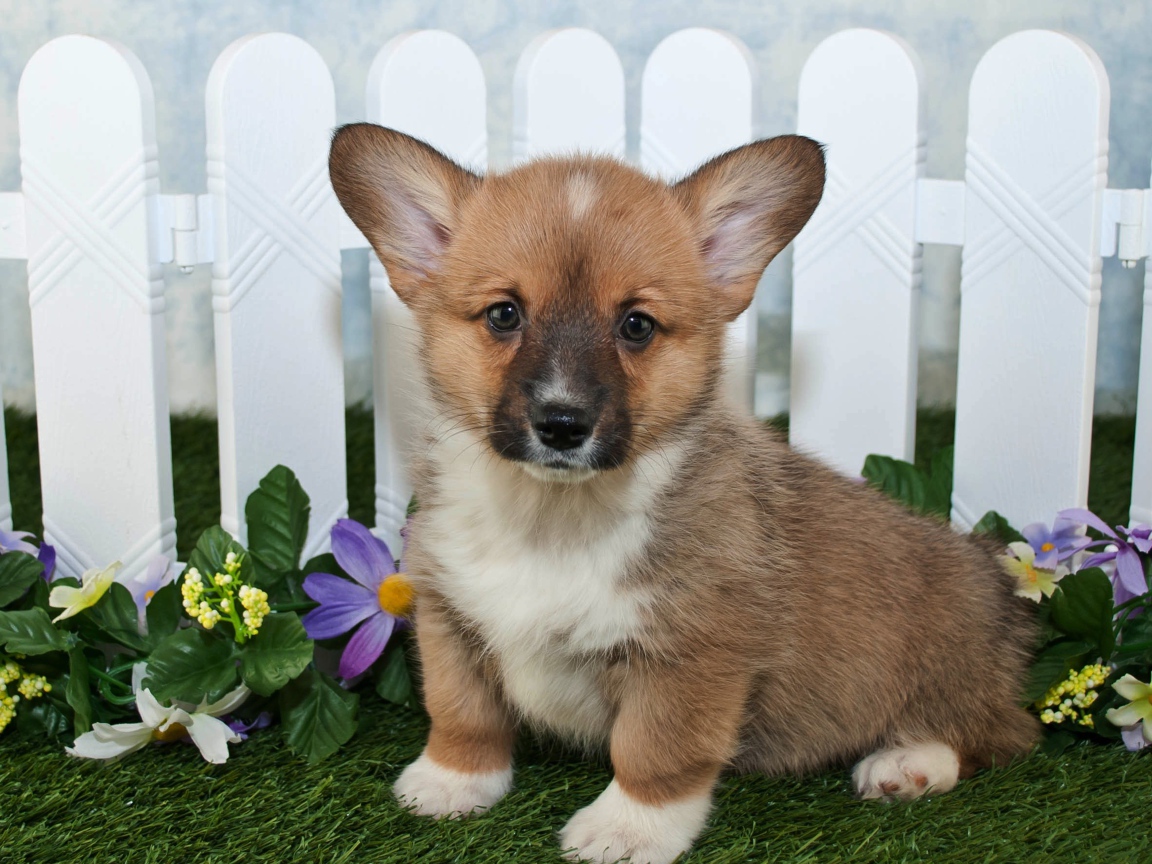 Милый маленький щенок вельш корги сидит на траве