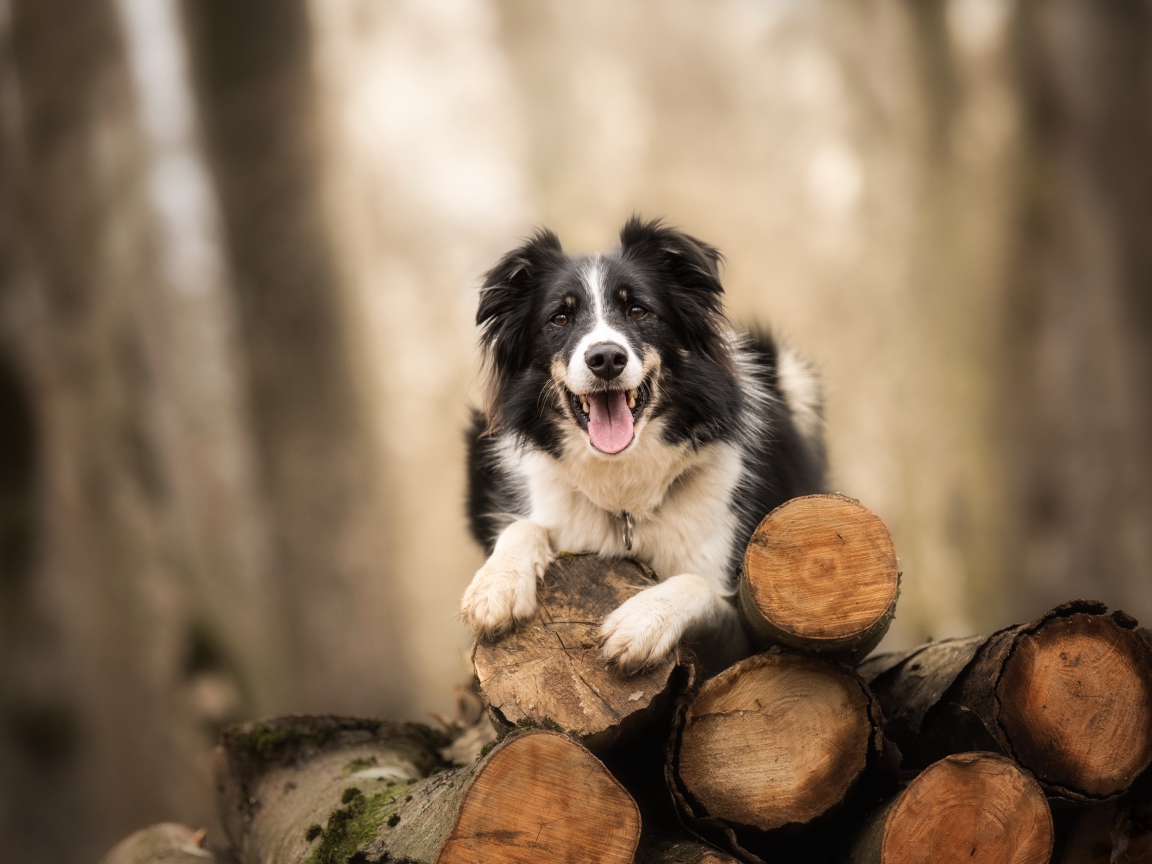 Собака породы бордер колли лежит на бревнах