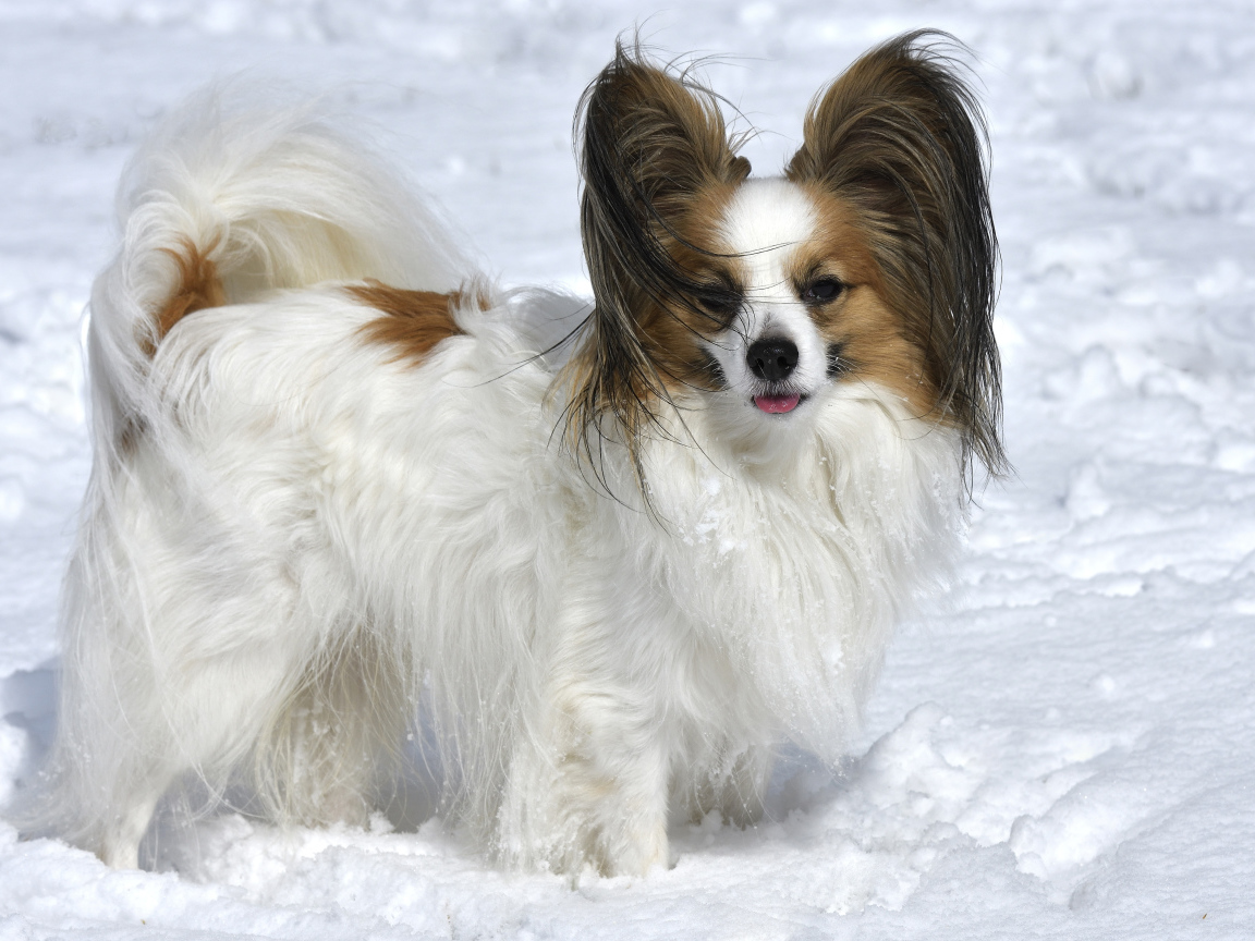 Пес породы Кинг-чарльз-спаниель стоит на снегу
