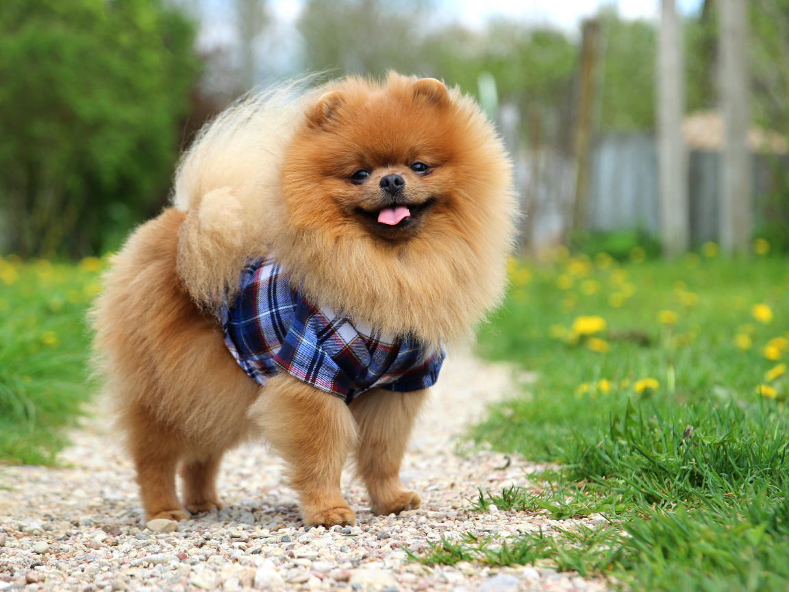 Funny fluffy spitz in a shirt