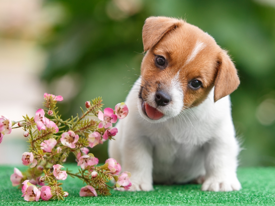 Смешной щенок Джек Рассел Терьер с цветами