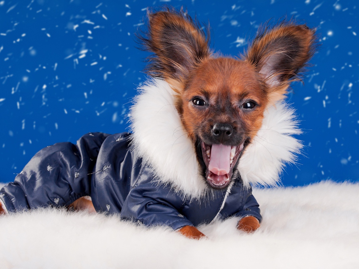 Смешной зевающий чихуахуа в костюме