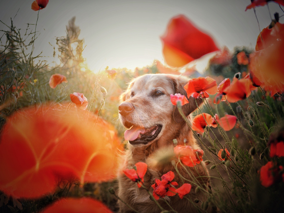Золотистый ретривер в цветах красного мака