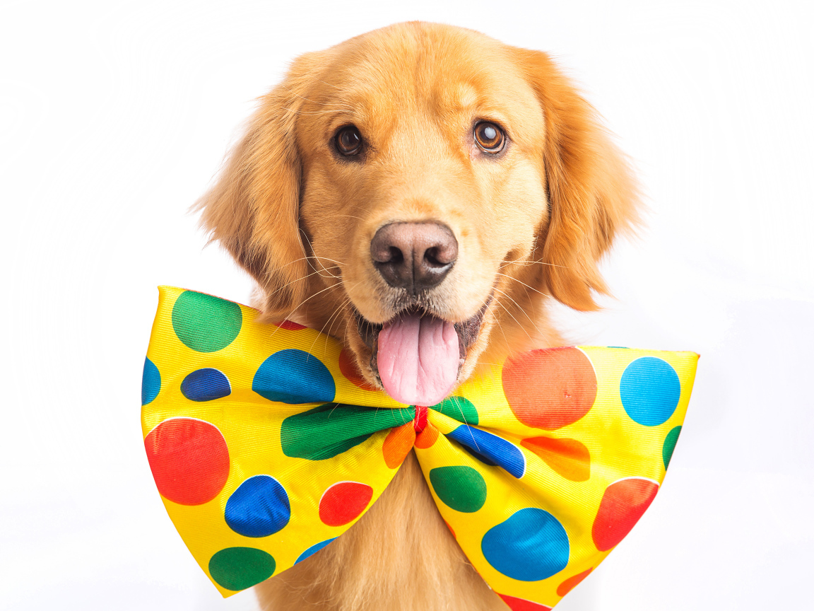 Золотистый ретривер с большим бантом на шее на белом фоне