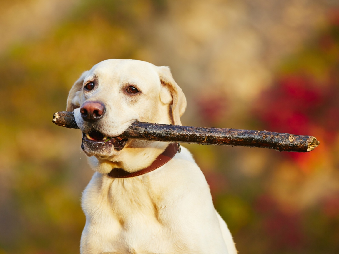 Золотистый ретривер с палкой в зубах