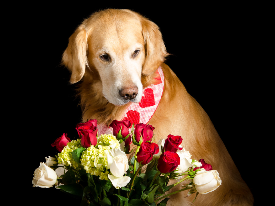 Золотистый ретривер с букетом роз на черном фоне