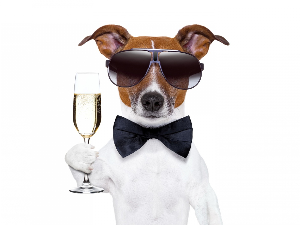 Джек-рассел-терьер в очках с фужером на белом фоне