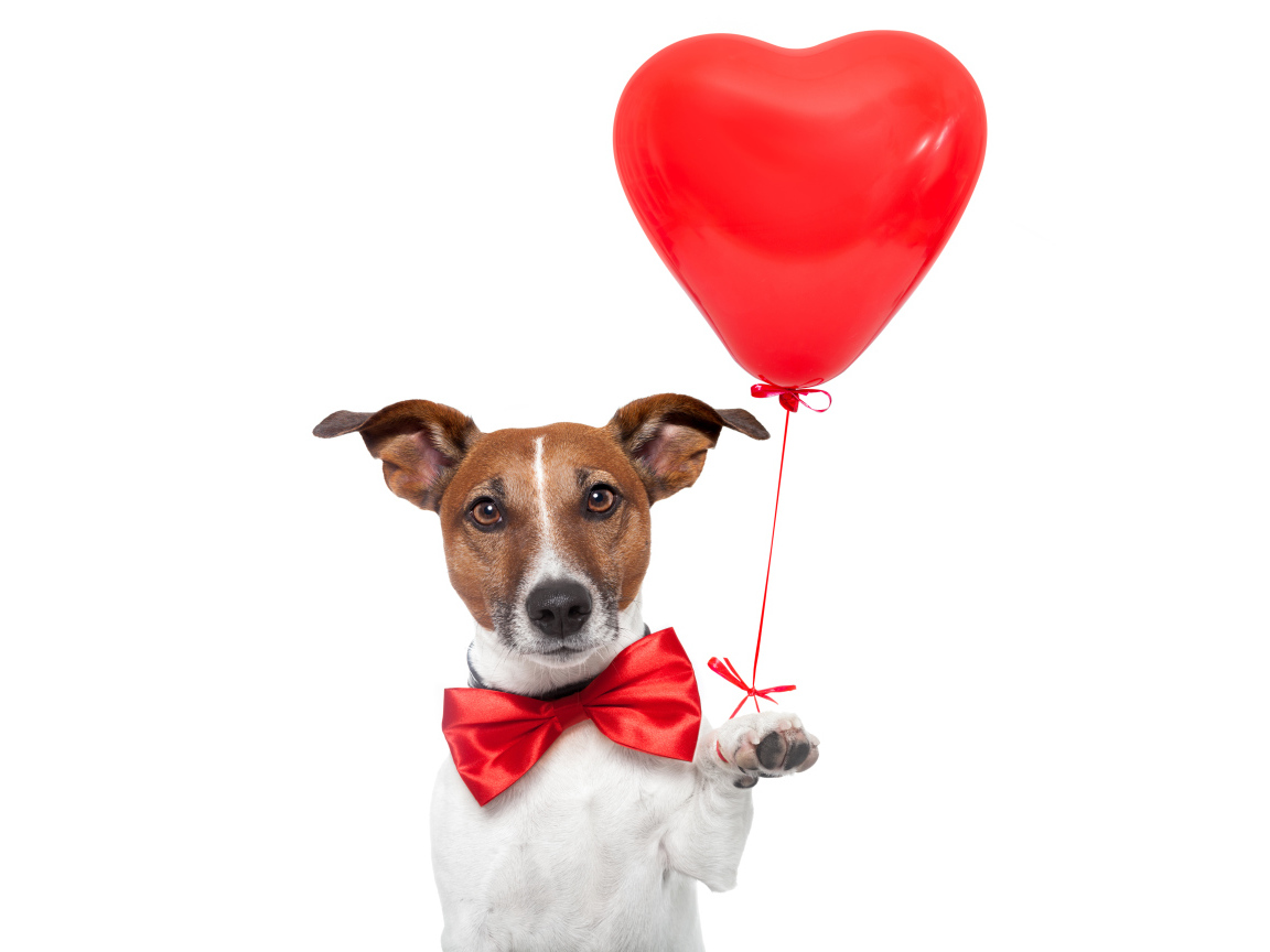 Jack Russell Terrier with a red heart-shaped balloon on a white background