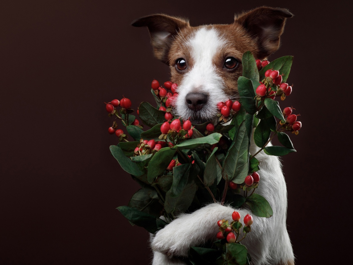 Джек рассел терьер с ягодами на коричневом фоне 