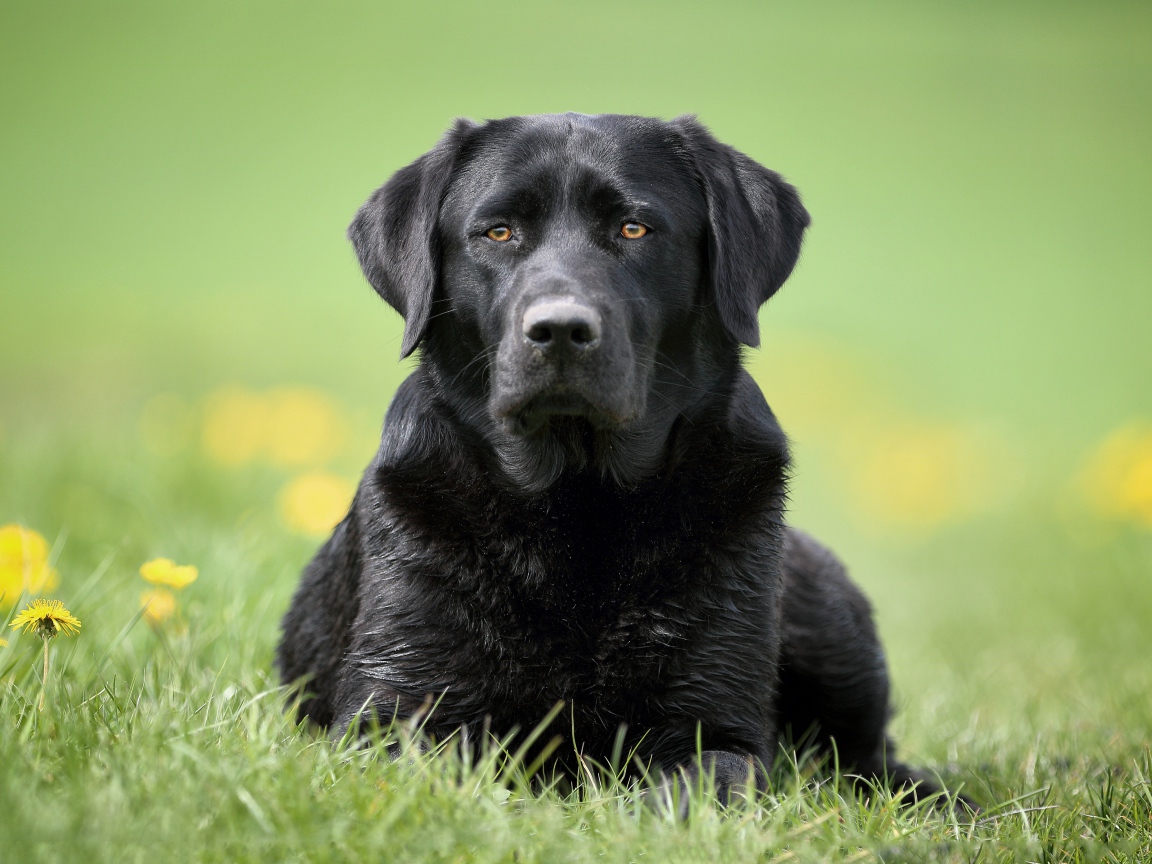 Большой черный лабрадор лежит на траве