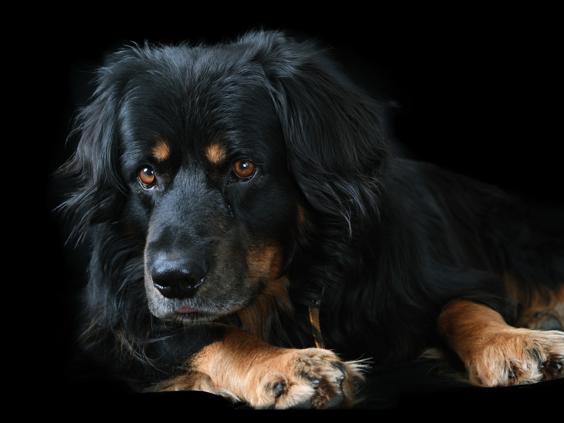 Большая породистая собака на черном фоне