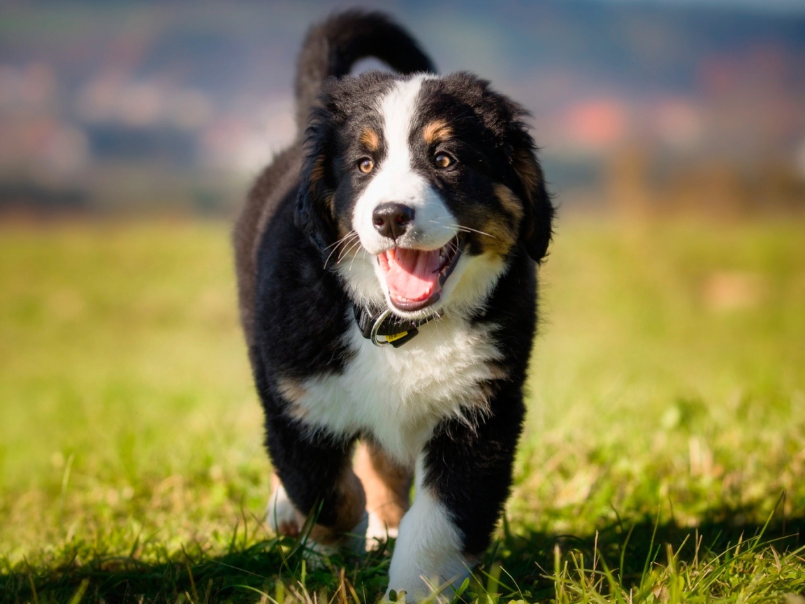 Маленький щенок австралийской овчарки на зеленой траве