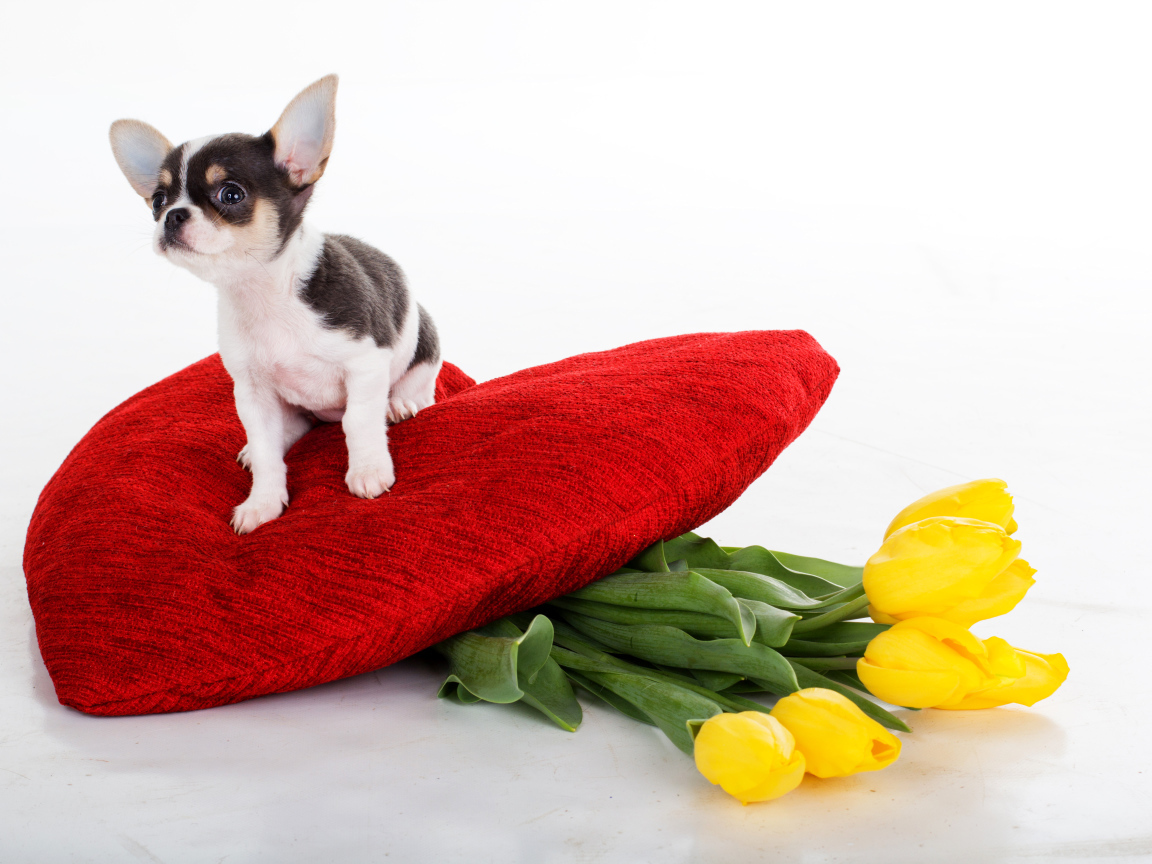 Little chihuahua sits on a big red heart with a bouquet of tulips