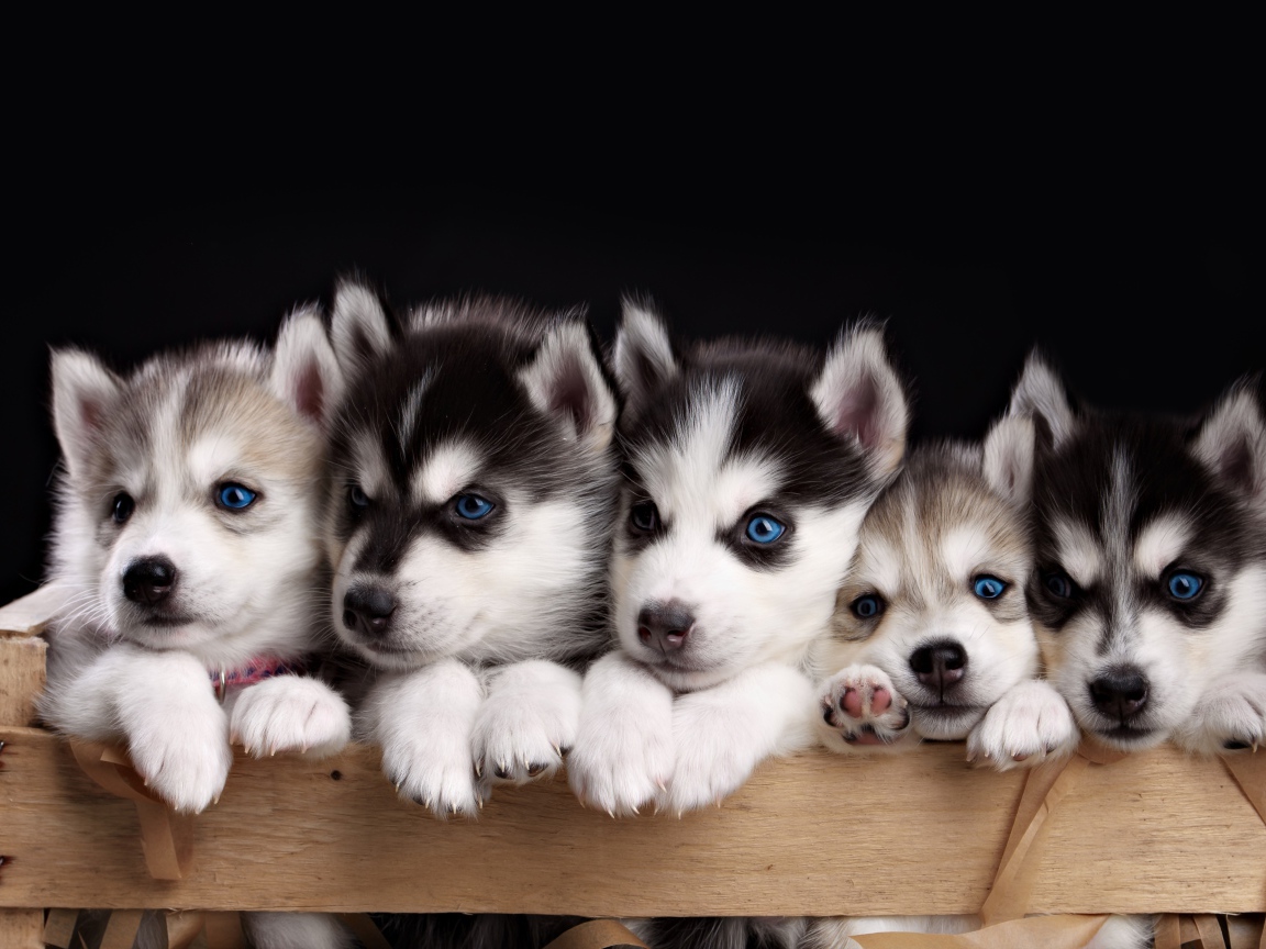 Маленькие забавные щенки хаски в ящике на черном фоне