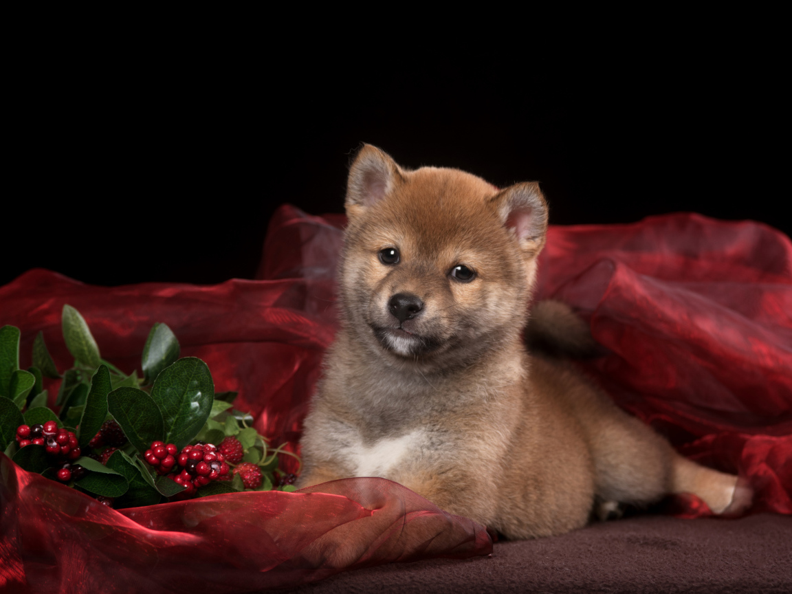 Маленький щенок Сиба-ину на красном покрывале