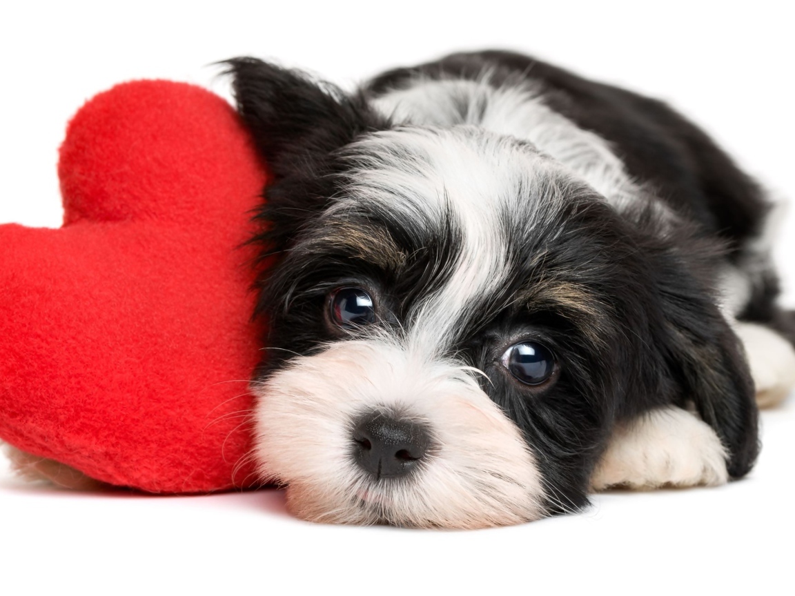 Маленький щенок с красным плюшевым сердцем на белом фоне