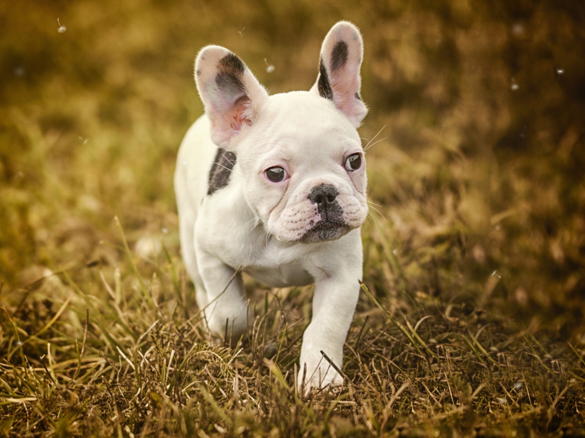Маленький белый щенок французского бульдога идет по траве