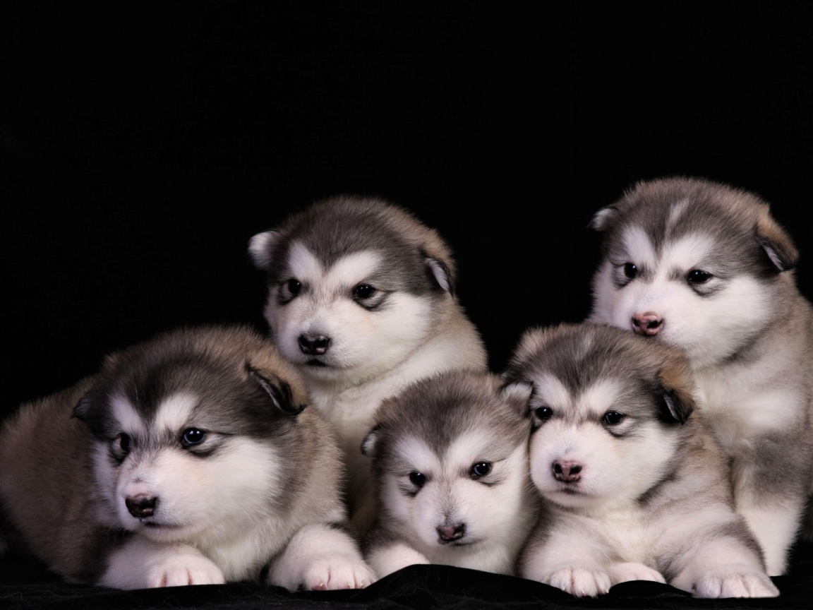 Милые маленькие щенки аляскинского маламута на черном фоне