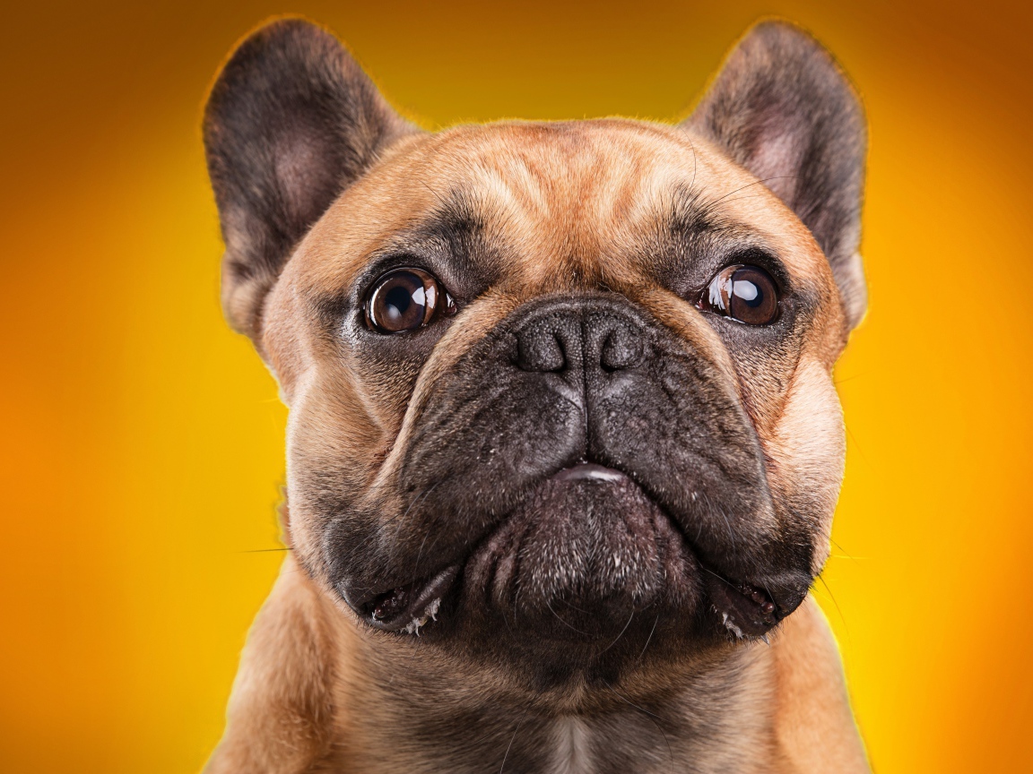 Морда французского бульдога на золотом фоне
