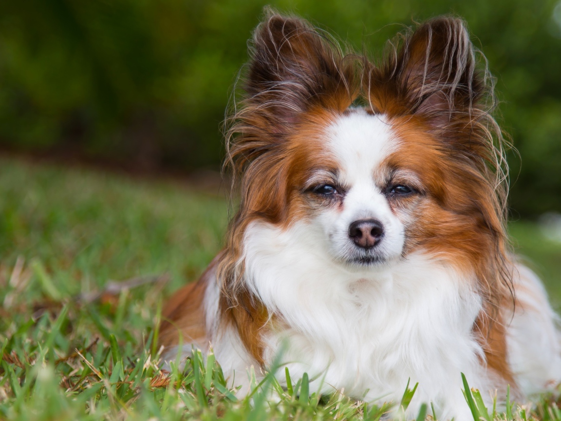 Собака породы Папильон лежит на зеленой траве