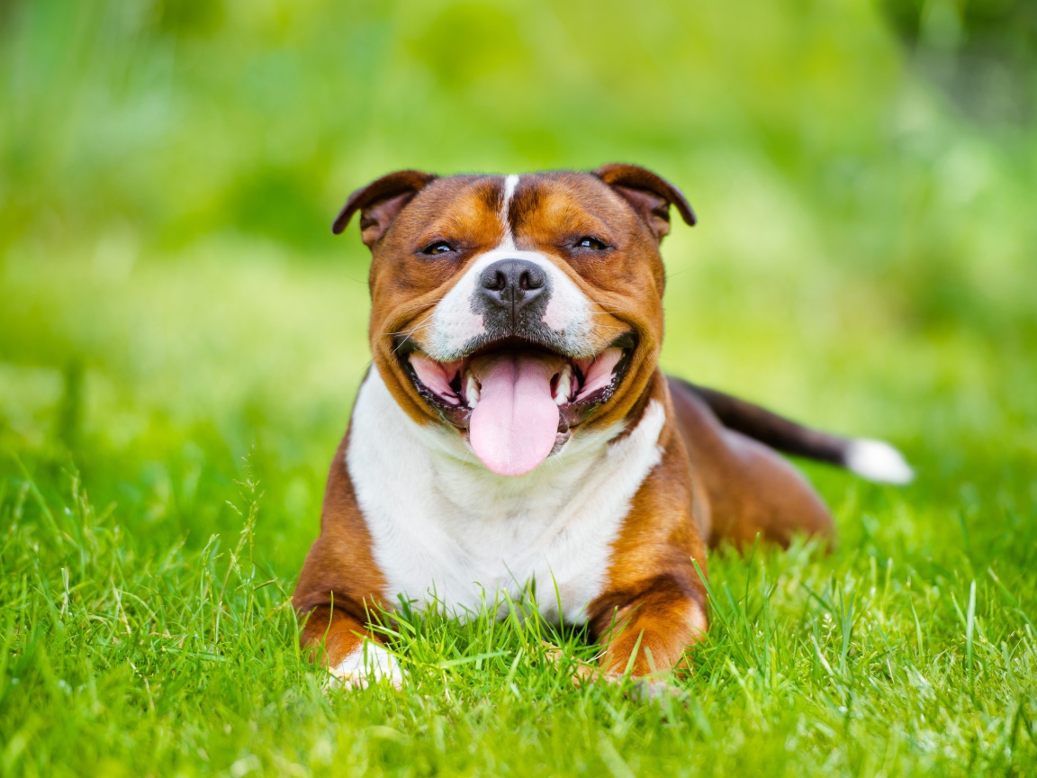 Довольный Стаффордширский бультерьер с высунутым языком лежит на зеленой траве