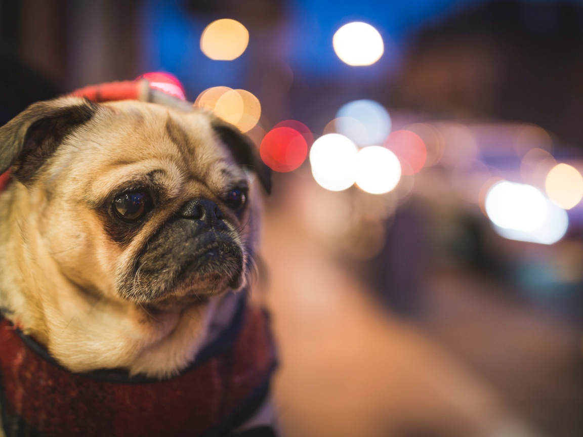 Мопс с грустной мордой с воротником на шее