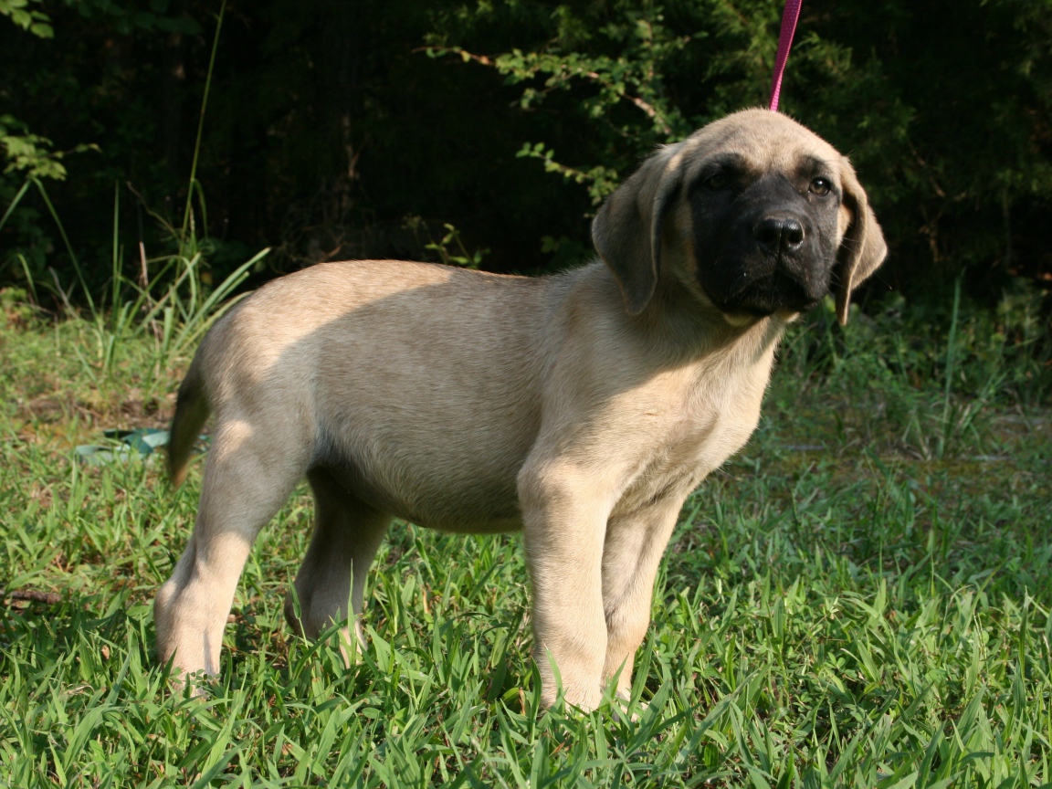 Щенок английского мастифа стоит на зеленой траве