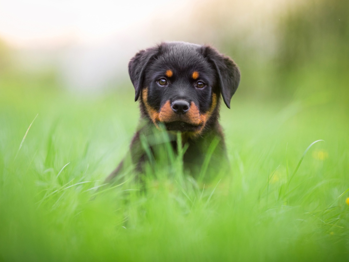 Щенок ротвейлера сидит в зеленой траве