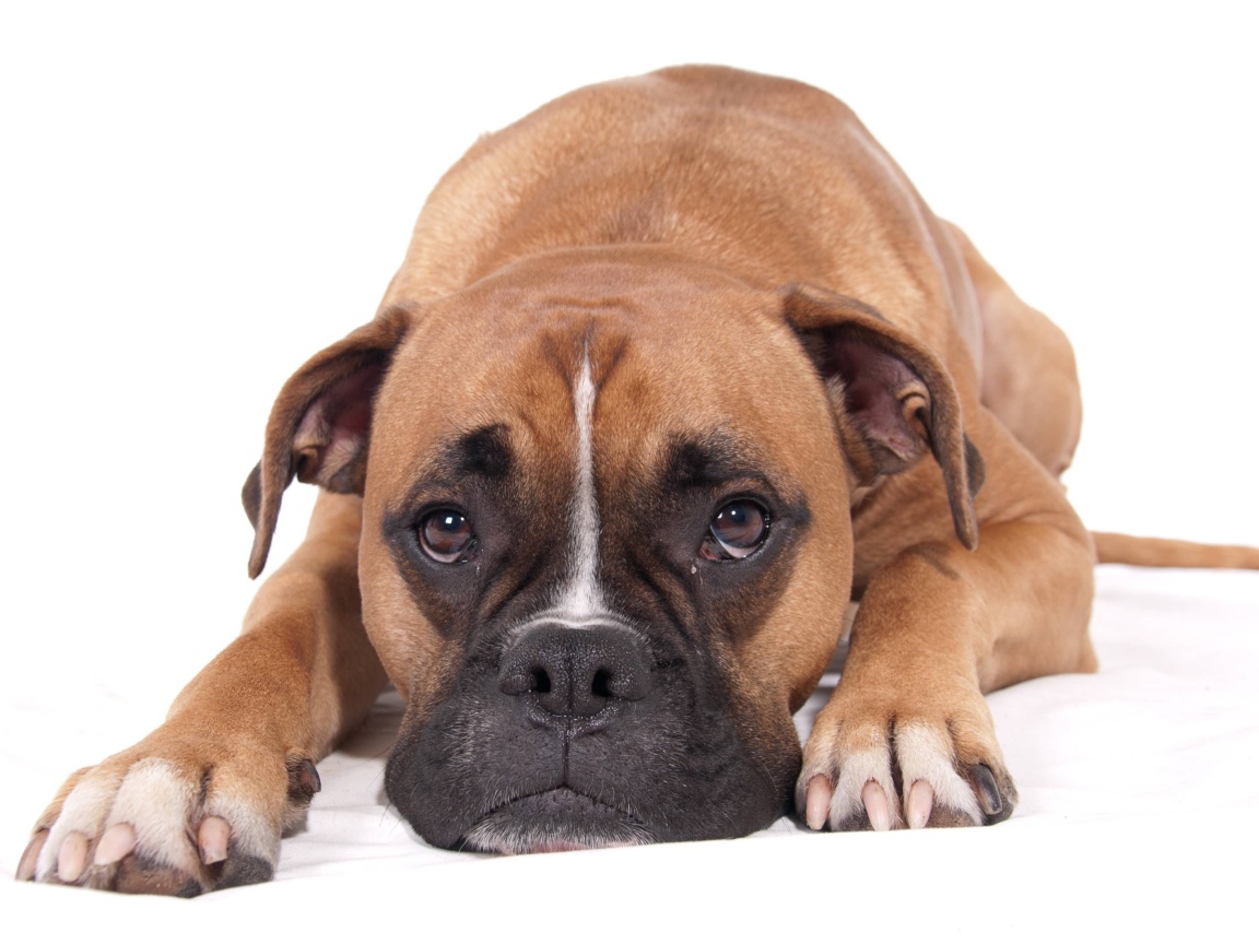 Грустный боксер на белом фоне