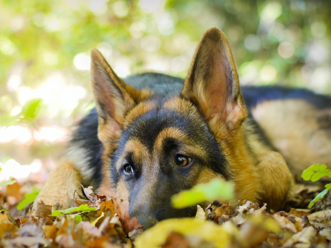 Грустная собака породы немецкая овчарка лежит на сухой листве