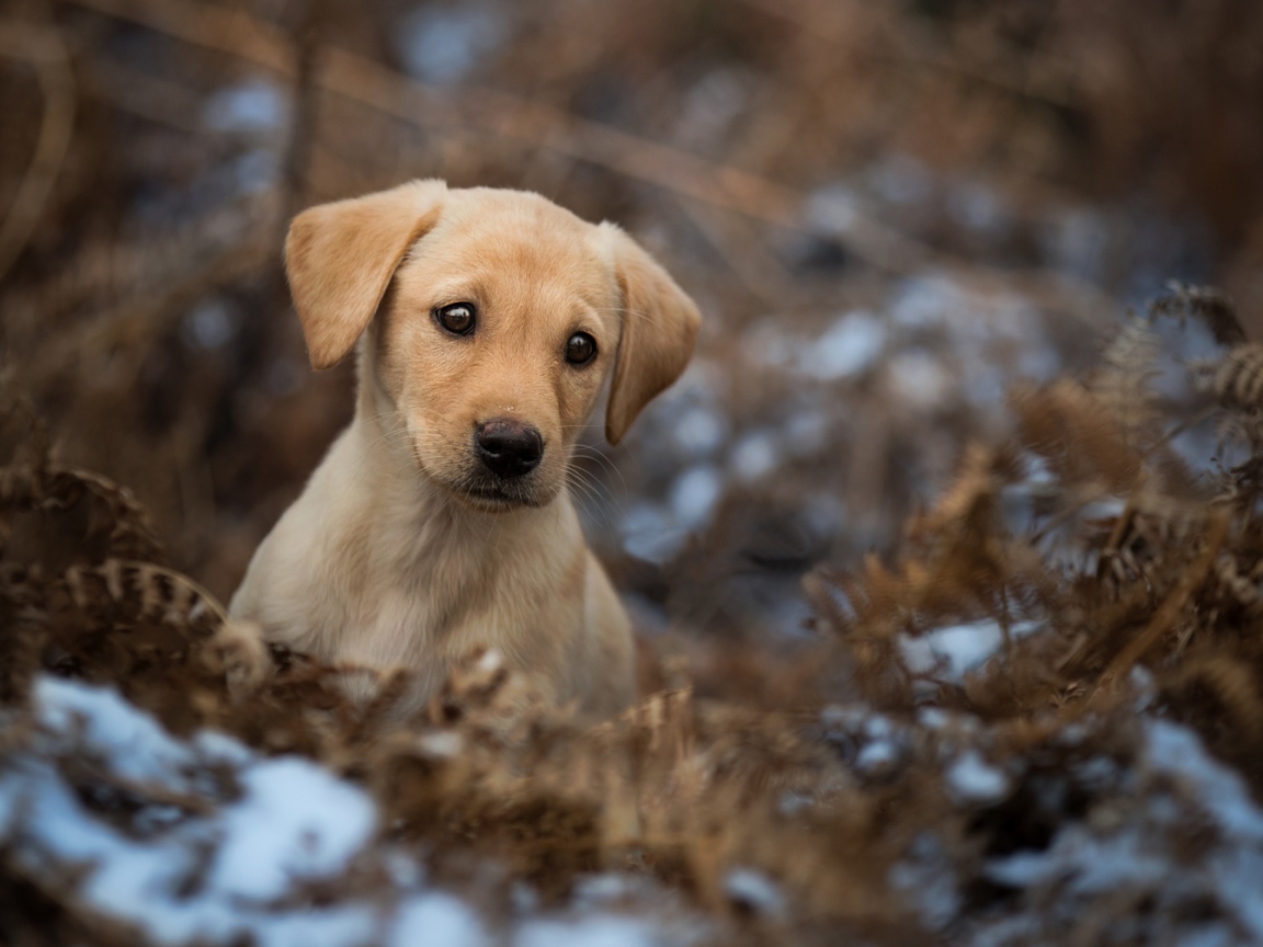 Грустный щенок золотистого ретривера