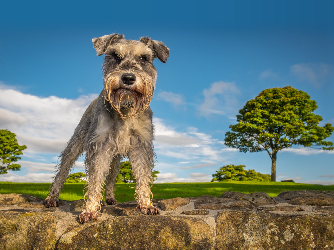 Шнауцер стоит на камне под голубым небом