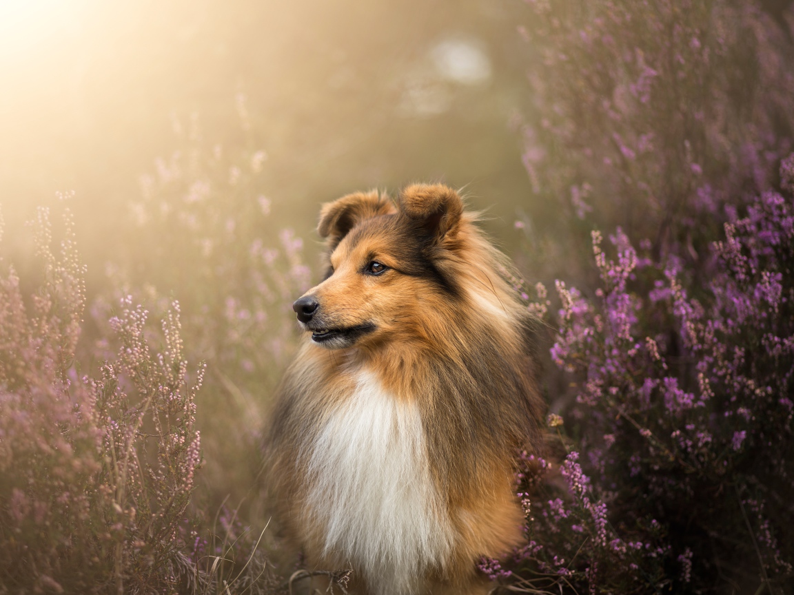 Собака породы шелти в цветах