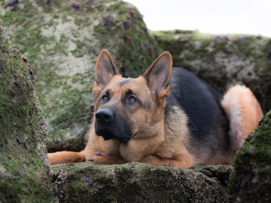 Умная немецкая овчарка лежит на камне