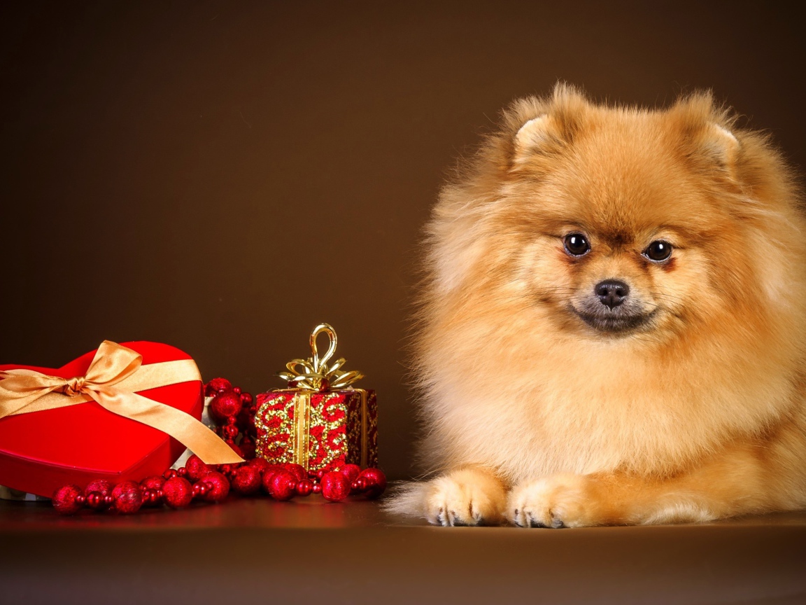 Шпиц с подарком в форме сердца