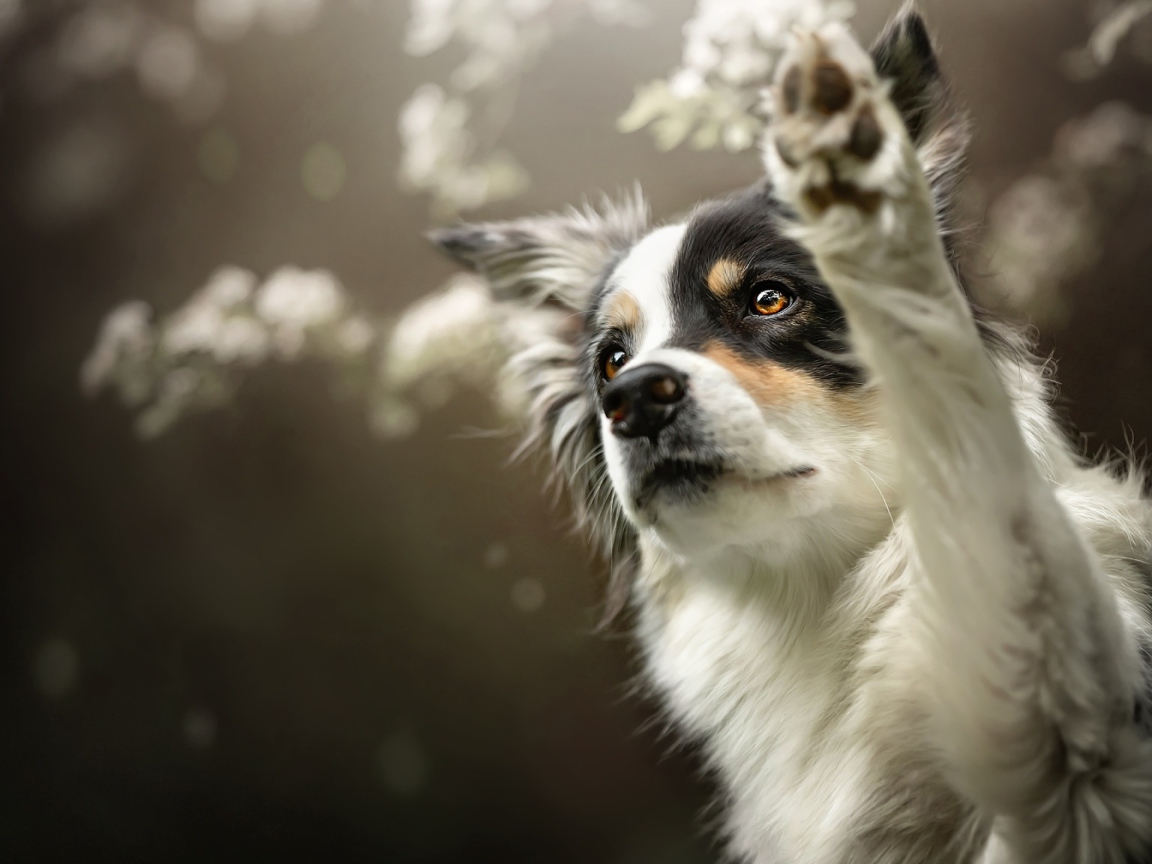 Собака породы Бордер-Колли подает лапу