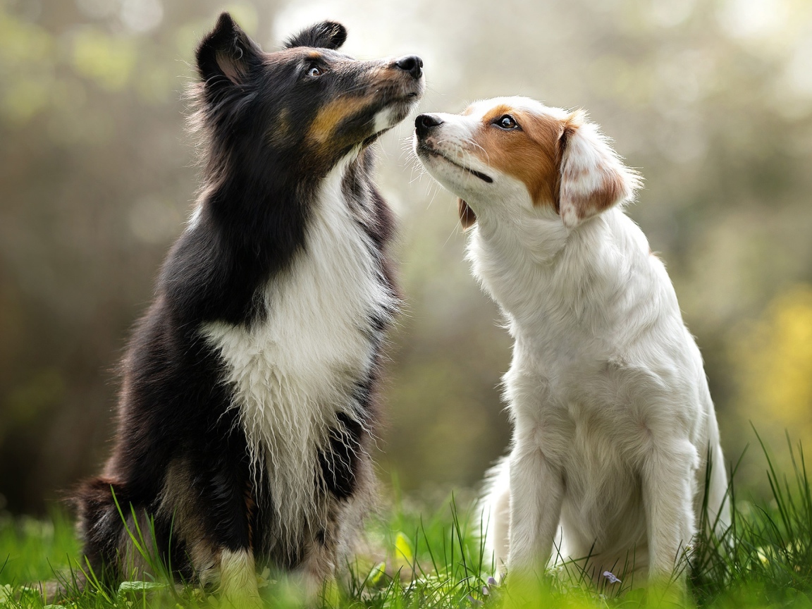 Two Border Collie dogs sitting on the grass