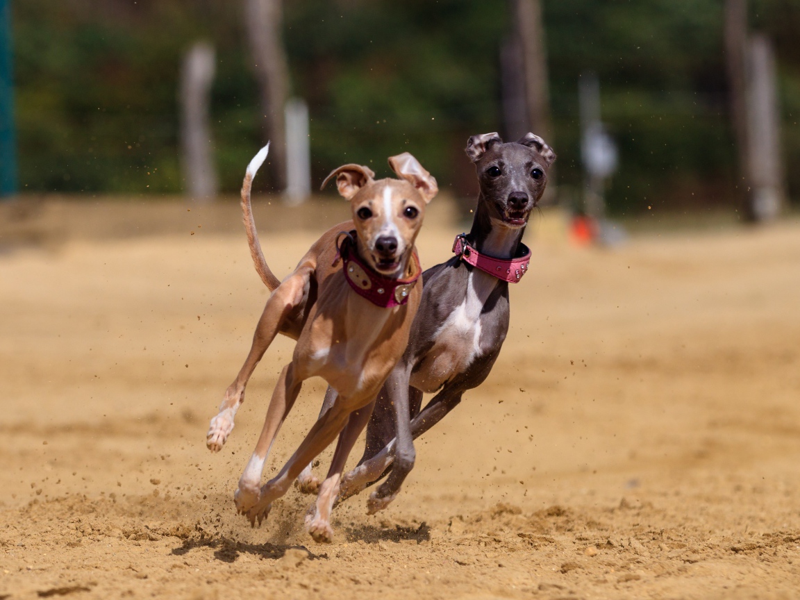 Две собаки породы грейхаунд бегут по песку 