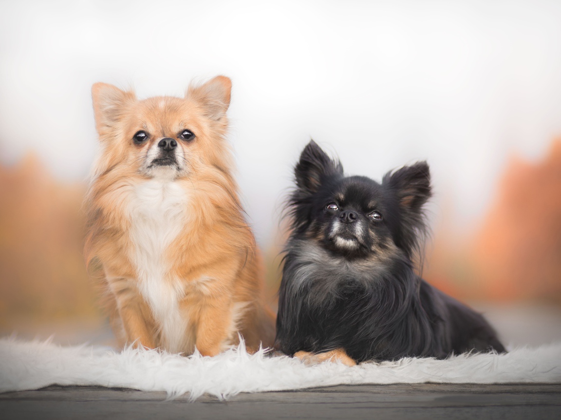 Две длинношерстных собаки чихуахуа 