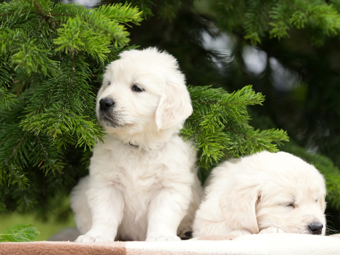 Два щенка золотистого ретривера под еловой веткой