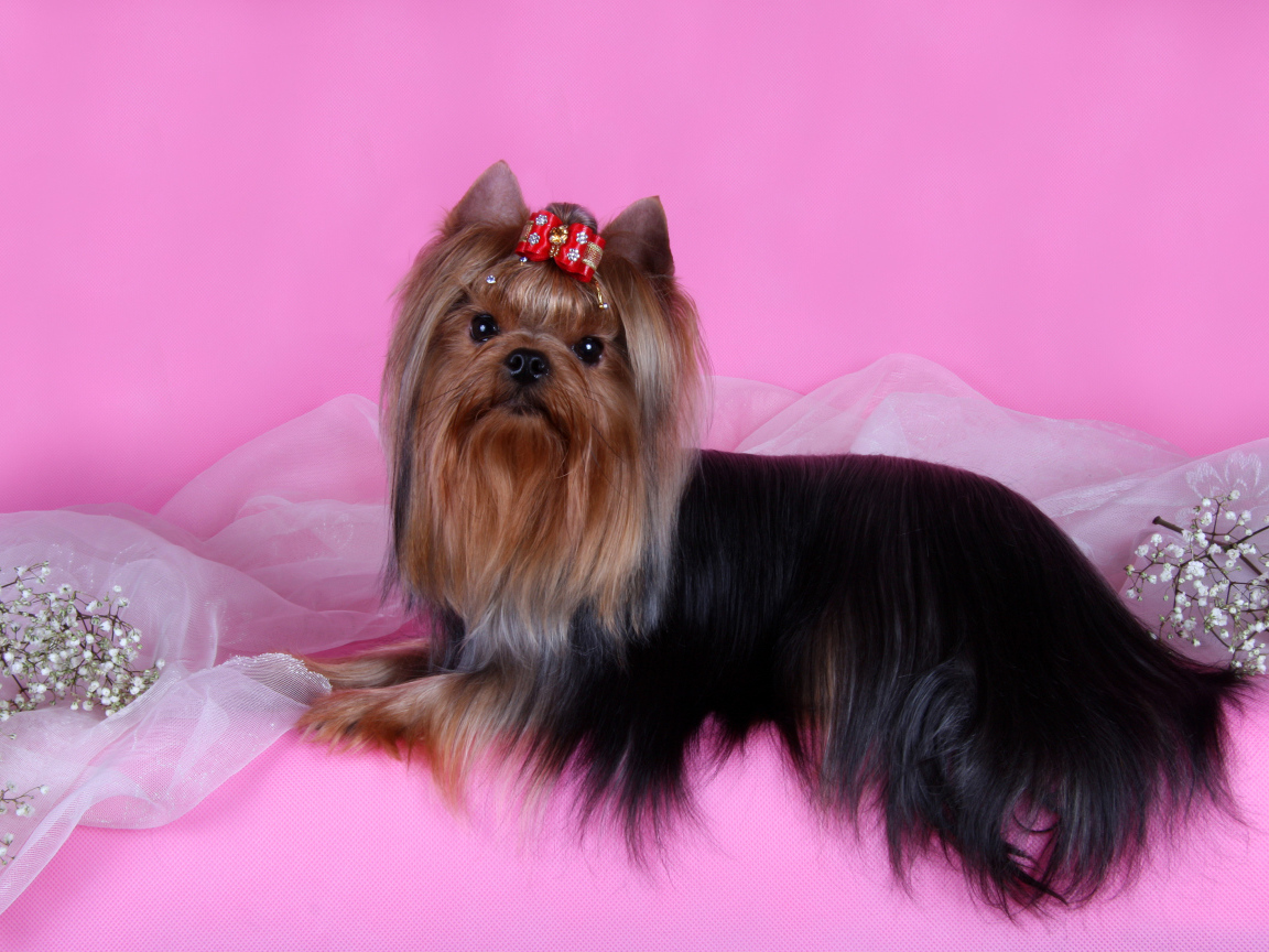 Йоркширский терьер на розовом фоне