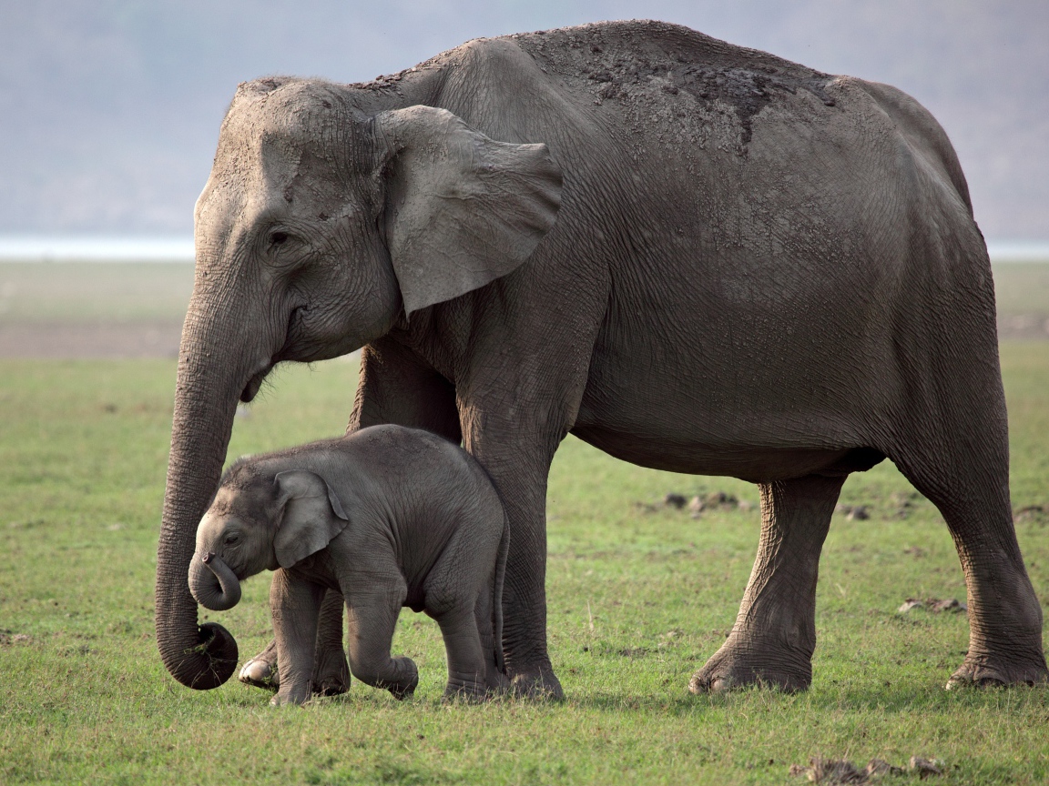Большая слониха с детенышем
