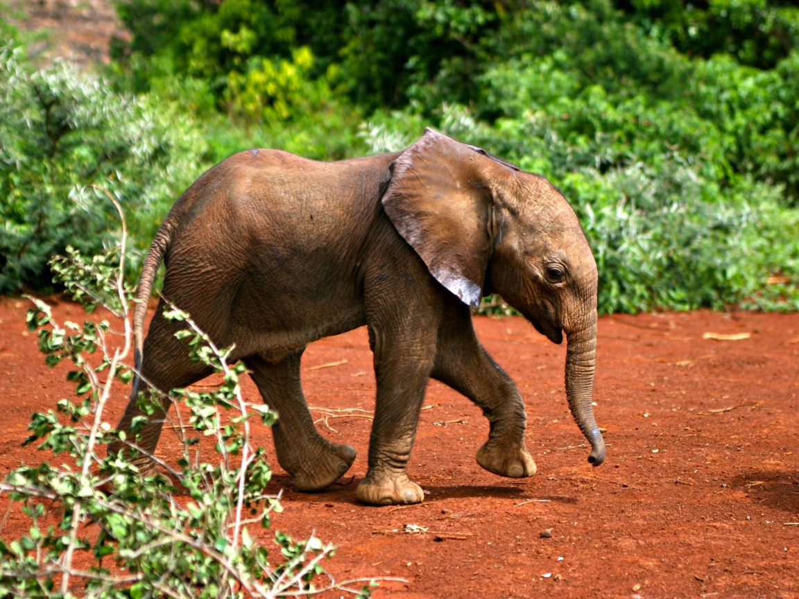 Маленький забавный слоненок 