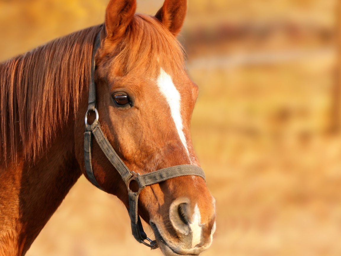 Морда коричневой лошади