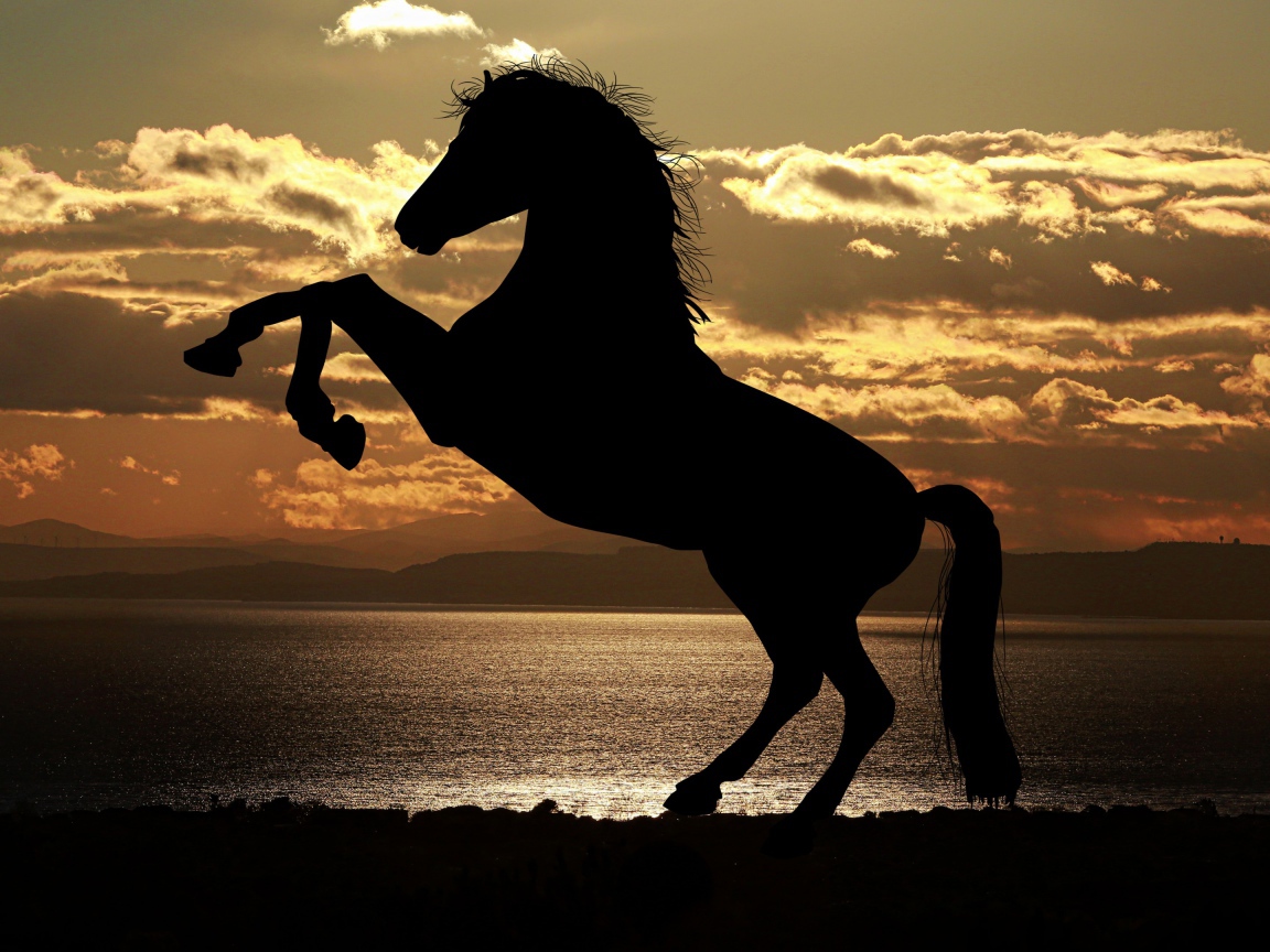 Силуэт коня на закате солнца у моря