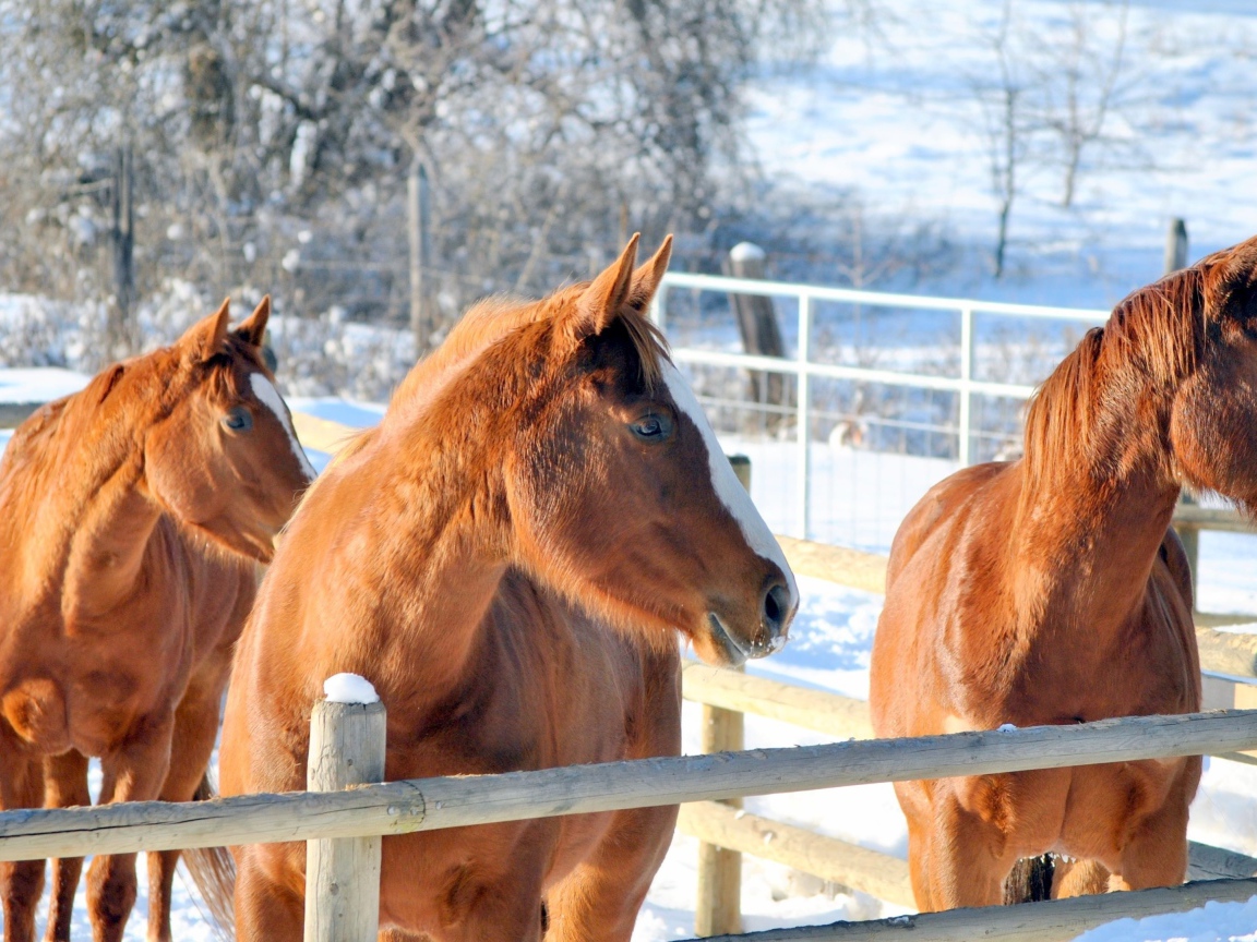 Три коричневые лошади на ферме зимой