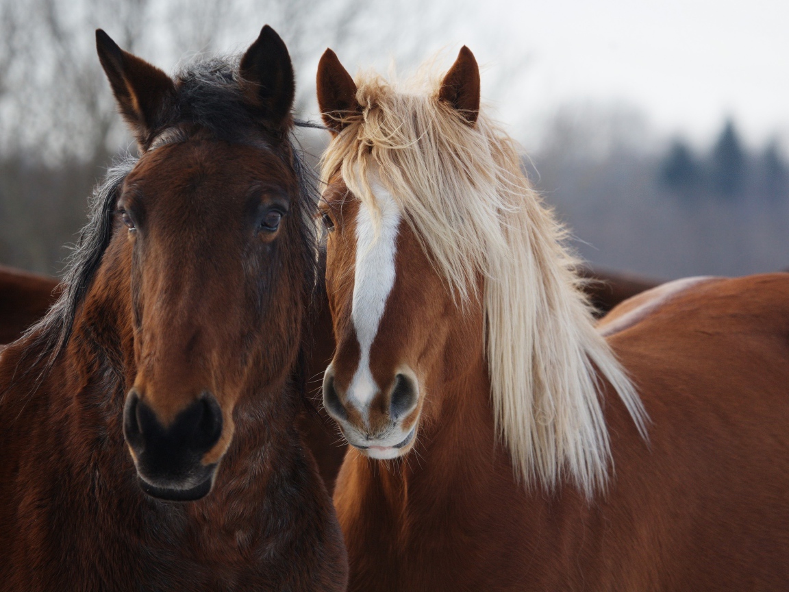Две красивые коричневые лошади 
