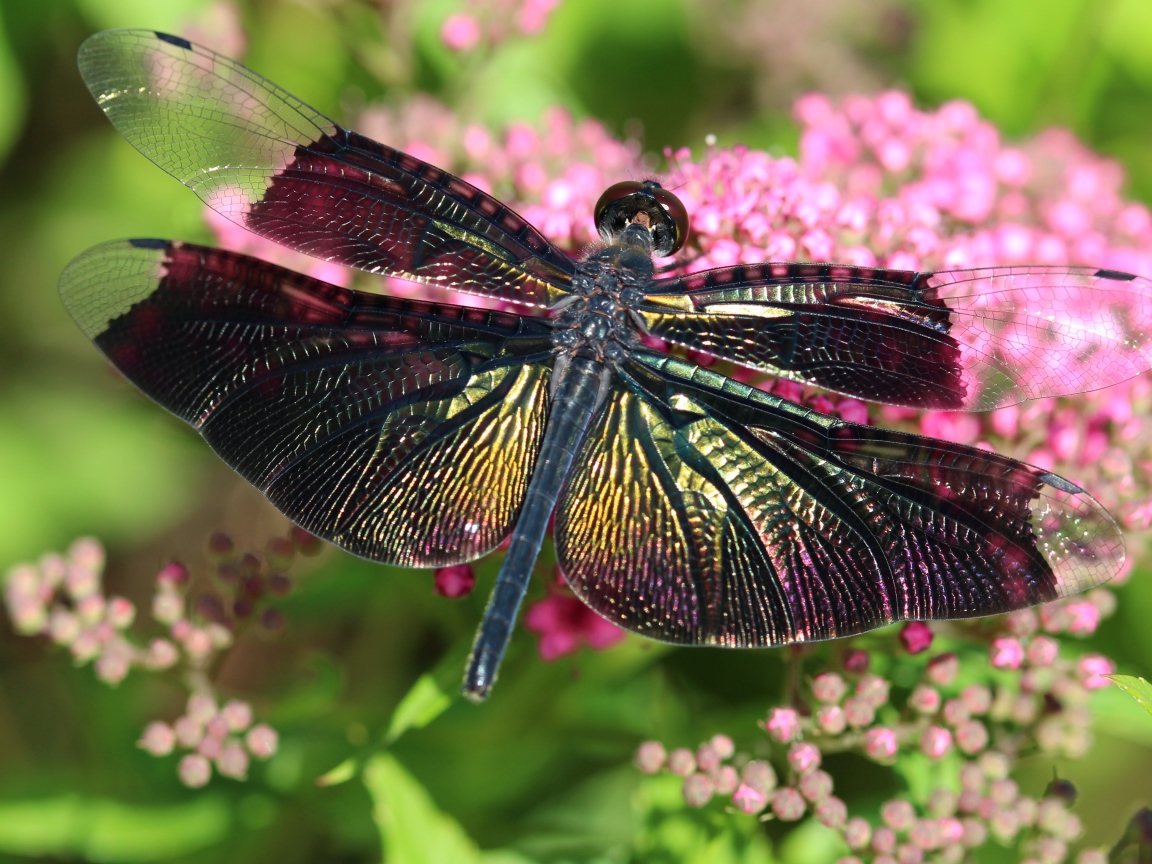 Большая стрекоза сидит на розовом цветке